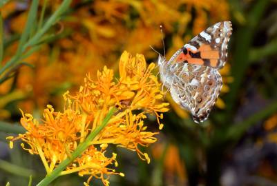 Fotografia da espécie Nuytsia floribunda