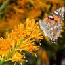 Fotografia 8 da espécie Nuytsia floribunda do Jardim Botânico UTAD
