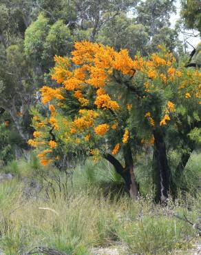 Fotografia 9 da espécie Nuytsia floribunda no Jardim Botânico UTAD