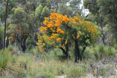 Fotografia da espécie Nuytsia floribunda