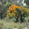 Fotografia 9 da espécie Nuytsia floribunda do Jardim Botânico UTAD