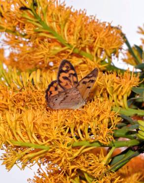 Fotografia 10 da espécie Nuytsia floribunda no Jardim Botânico UTAD