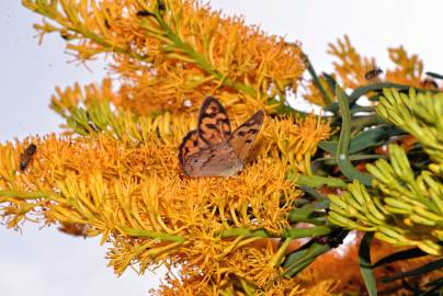 Fotografia da espécie Nuytsia floribunda