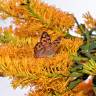 Fotografia 10 da espécie Nuytsia floribunda do Jardim Botânico UTAD