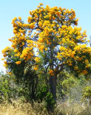 Fotografia 11 da espécie Nuytsia floribunda no Jardim Botânico UTAD