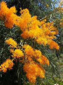 Fotografia da espécie Nuytsia floribunda