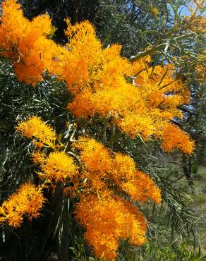 Fotografia 12 da espécie Nuytsia floribunda no Jardim Botânico UTAD