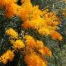 Fotografia 12 da espécie Nuytsia floribunda do Jardim Botânico UTAD