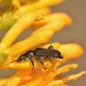 Fotografia 13 da espécie Nuytsia floribunda do Jardim Botânico UTAD