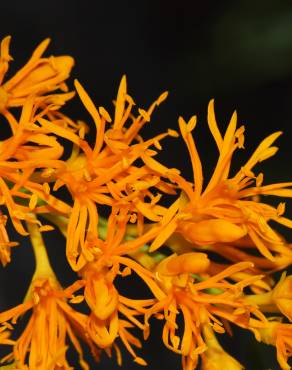 Fotografia 14 da espécie Nuytsia floribunda no Jardim Botânico UTAD
