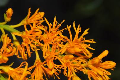 Fotografia da espécie Nuytsia floribunda