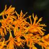 Fotografia 14 da espécie Nuytsia floribunda do Jardim Botânico UTAD