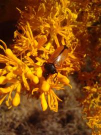 Fotografia da espécie Nuytsia floribunda
