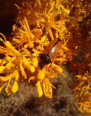 Fotografia 15 da espécie Nuytsia floribunda no Jardim Botânico UTAD