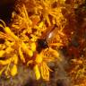 Fotografia 15 da espécie Nuytsia floribunda do Jardim Botânico UTAD