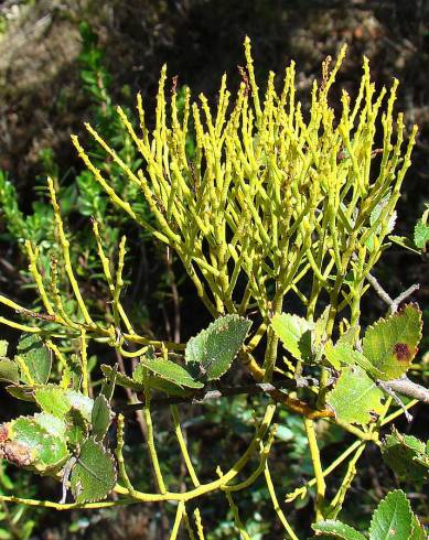 Fotografia de capa Misodendrum punctulatum - do Jardim Botânico