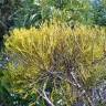 Fotografia 3 da espécie Misodendrum punctulatum do Jardim Botânico UTAD