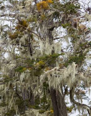 Fotografia 5 da espécie Misodendrum punctulatum no Jardim Botânico UTAD