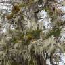Fotografia 5 da espécie Misodendrum punctulatum do Jardim Botânico UTAD