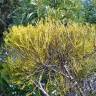 Fotografia 6 da espécie Misodendrum punctulatum do Jardim Botânico UTAD