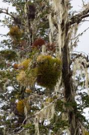 Fotografia da espécie Misodendrum punctulatum