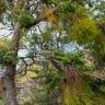 Fotografia 8 da espécie Misodendrum punctulatum do Jardim Botânico UTAD