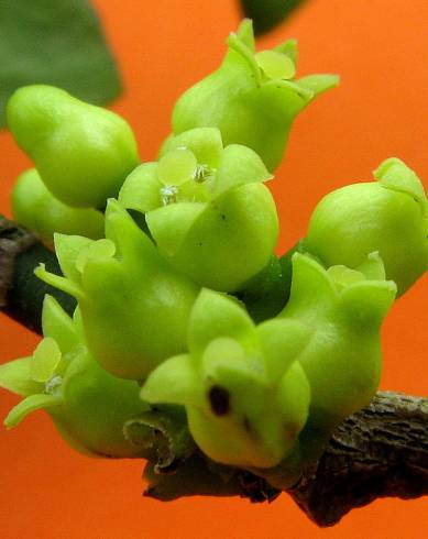 Fotografia de capa Schoepfia brasiliensis - do Jardim Botânico