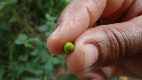 Fotografia da espécie Schoepfia brasiliensis