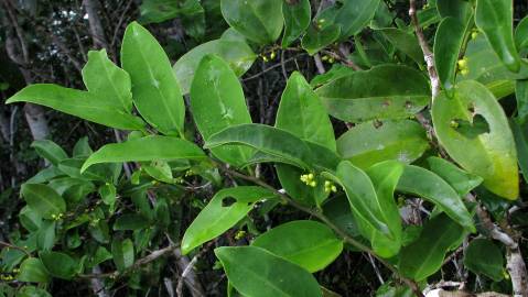 Fotografia da espécie Schoepfia brasiliensis