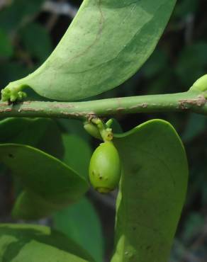 Fotografia 16 da espécie Schoepfia brasiliensis no Jardim Botânico UTAD