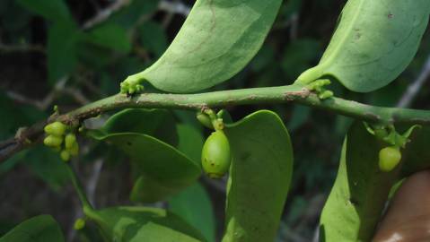 Fotografia da espécie Schoepfia brasiliensis