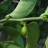 Fotografia 16 da espécie Schoepfia brasiliensis do Jardim Botânico UTAD
