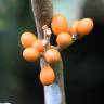 Fotografia 6 da espécie Champereia manillana do Jardim Botânico UTAD