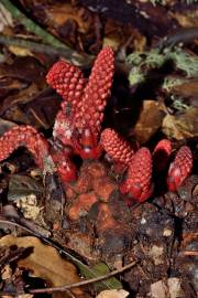 Fotografia da espécie Balanophora laxiflora