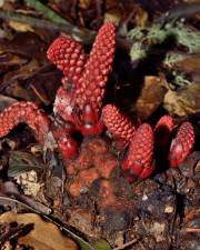 Fotografia da espécie Balanophora laxiflora