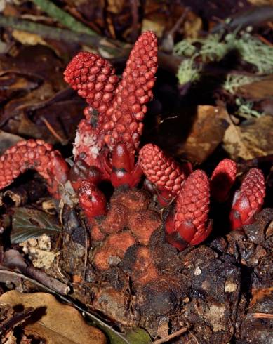 Fotografia de capa Balanophora laxiflora - do Jardim Botânico