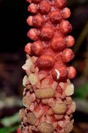 Fotografia da espécie Balanophora laxiflora