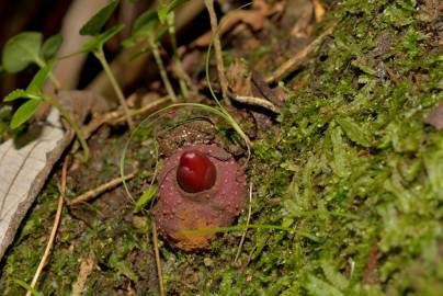 Fotografia da espécie Balanophora laxiflora