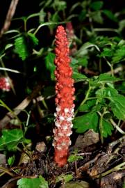 Fotografia da espécie Balanophora laxiflora