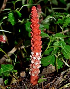 Fotografia 5 da espécie Balanophora laxiflora no Jardim Botânico UTAD