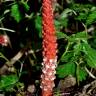 Fotografia 5 da espécie Balanophora laxiflora do Jardim Botânico UTAD