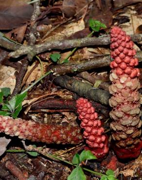 Fotografia 6 da espécie Balanophora laxiflora no Jardim Botânico UTAD