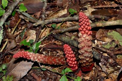 Fotografia da espécie Balanophora laxiflora