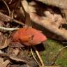 Fotografia 7 da espécie Balanophora laxiflora do Jardim Botânico UTAD