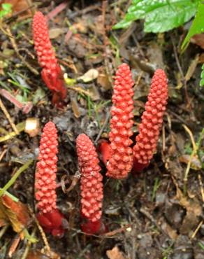 Fotografia 8 da espécie Balanophora laxiflora no Jardim Botânico UTAD