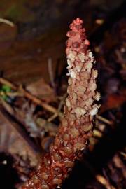 Fotografia da espécie Balanophora laxiflora