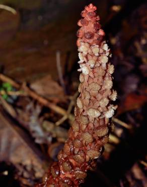 Fotografia 9 da espécie Balanophora laxiflora no Jardim Botânico UTAD