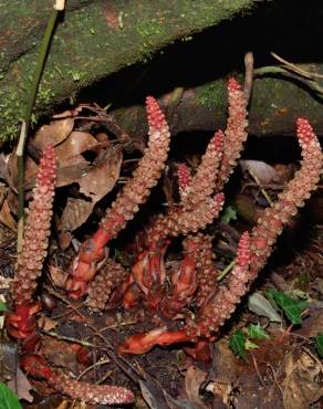 Fotografia 11 da espécie Balanophora laxiflora no Jardim Botânico UTAD