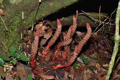 Fotografia da espécie Balanophora laxiflora