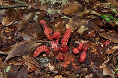 Fotografia da espécie Balanophora laxiflora